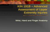 Kin 191 B – Wrist, Hand And Finger Anatomy
