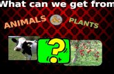PPT. WHAT CAN WE GET FROM ANIMALS AND PLANTS?