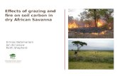 Effects of grazing and fire on soil carbon in dry african savanna