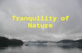 Tranquility of Nature