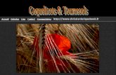 171 - Coquelicots & Tournesols
