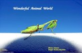 Wonderful  animal  world