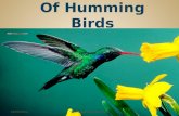 Cute Collections of Humming Birds