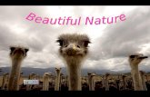 Nature's Natural Beauty