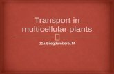 Transport in multicellular plants