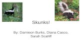 Skunk Research