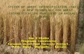 1304- System of Wheat Intensification in Kailali Nepal (SWI)