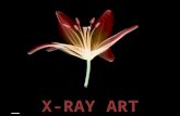 X- Ray Art