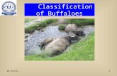Buffalo breeds 1