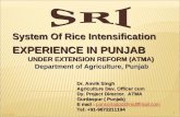 0720 System of Rice Intensification Experience in Punjab Under Extension Reform (ATMA)