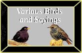 Birdsand sayings