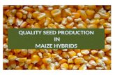 Quality seed production in maize hybrids
