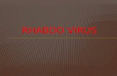 Rhabdo virus