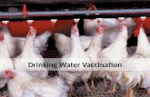 Poultry drinking water vaccination