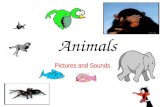 Animals with sound