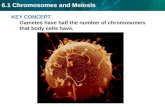 Unit 6 Chromosomes And Meiosis