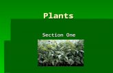 Introduction to-plants-1233859493415311-3