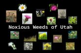 Weeds of utah