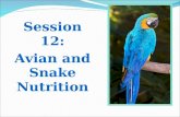 Session 11   Avian And Snake Nutrition