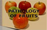 pathology of fruits; fruit conservation causes of fruits disease; biotic and abiotic