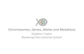 Chromosomes, Genes, Alleles and Mutations