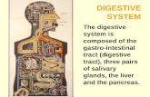 21. digestive system-1-08-09