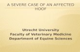Severe hoof problem  cooperation between farrier and vet