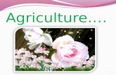 Agriculture PPT