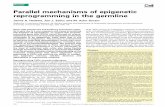 Parallel mechanisms of epigenetic reprogramming in the germline
