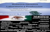 Modelo de Empresa Paramunicipal de Taxco de Alarcon, Guerrero, Mexico TAXCO, MEXICO Abril 5 2003 Botanica Genetica Laboratorio y Produccion Botanica Taxco.