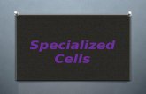 Specialized Cells, Biology