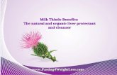 Detox Your Liver and Lose Weight | Milk Thistle Benefits