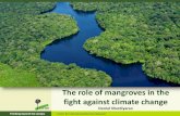 The role of mangroves in the fight against climate change