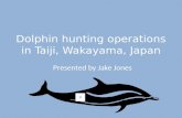 Dolphin hunting operations in taiji, wakayama,