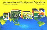 International Rice Research Newsletter Vol.8 No.2