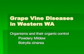 Charnley Grape Vine Diseases in W WA FoF2010
