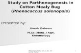 Study on Parthenogenesis on Cotton Mealybug
