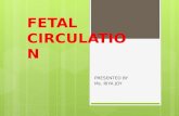 Fetal Circulation Ppt