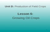 1 Unit D: Production of Field Crops Lesson 6: Growing Oil Crops.