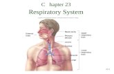 23-1 C hapter 23 Respiratory System. 23-2 Respiration Ventilation: Movement of air into and out of lungs External respiration: Gas exchange between air.