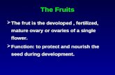 The Fruits The frut is the devoloped, fertilized, mature ovary or ovaries of a single flower. Function: to protect and nourish the seed during development.