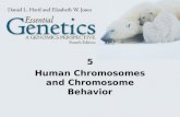 5 Human Chromosomes and Chromosome Behavior. 2 Human Chromosomes Humans contain 46 chromosomes, including 22 pairs of homologous autosomes and two sex.