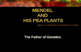 MENDEL AND HIS PEA PLANTS The Father of Genetics.