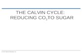 THE CALVIN CYCLE: REDUCING CO 2 TO SUGAR © 2012 Pearson Education, Inc.