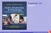 Holes – Anatomia & Fisiologia per le professioni sanitarie Copyright © 2013 McGraw-Hill Education (Italy) srl Capitolo 14 Sangue.