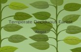 Temperate Deciduous Forest Abigail Climate and Location Temperate Deciduas Forests are located in North America, South America, Asia and even Europe.