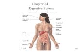 24-1 Chapter 24 Digestive System. 24-2 Digestive System Anatomy Digestive tract: also called alimentary tract or canal –GI tract: technically refers to.