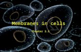 Membranes in cells Chapter 2.3. Objectives of unit: Understand the structure and properties of the plasma membrane Investigate the properties of plasma.