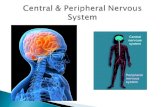 Brain Spinal cord Spinal Cord Sensory Nerves: Afferent Motor Nerves: Efferent Afferent: stimuli both internal and external Internal: Stretch Receptors.