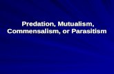 Predation, Mutualism, Commensalism, or Parasitism Predation, Mutualism, Commensalism, or Parasitism.